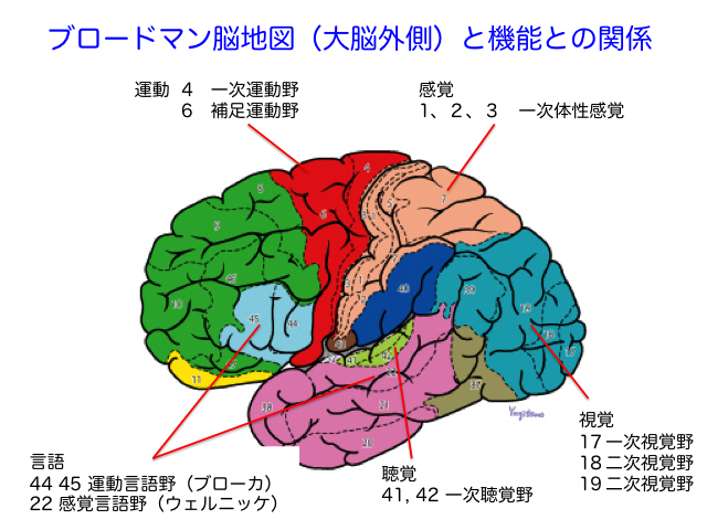 「スクワット・ベンチプレス・デッドリフトが脳を鍛える?筋トレと脳の意外な関係」 - 【公式】パーソナルトレーニングジム Brain